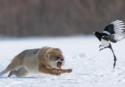 你需要通过好的交易策略像捕食者一样交易，而不是猎物(1)